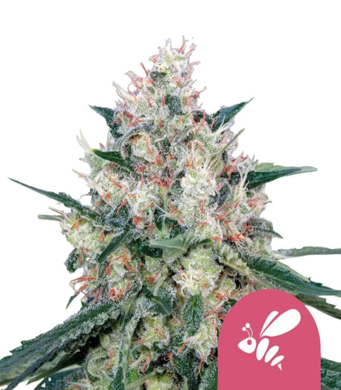 Royal Queen Seeds | Honey Cream | 5 Samen