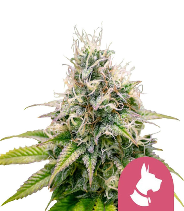 Royal Queen Seeds | Kali Dog | 3 Samen