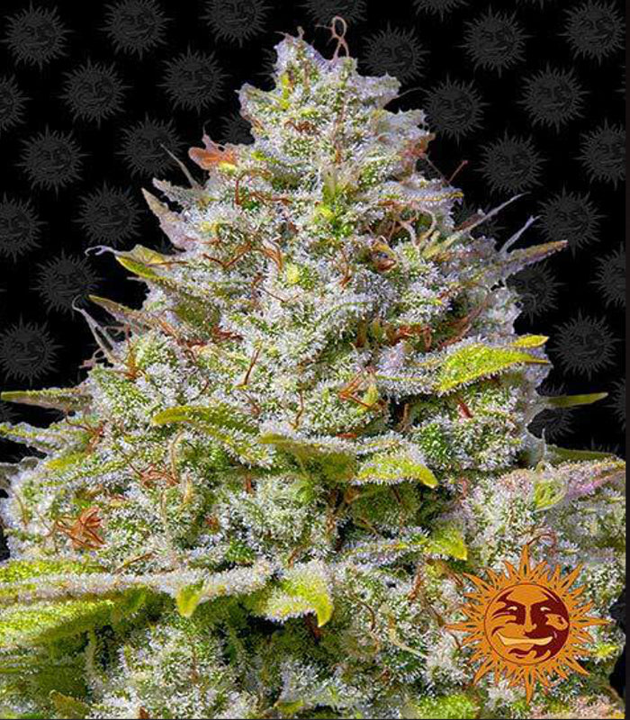 Barney's Farm | Blue Gelato 41 | 5 Samen