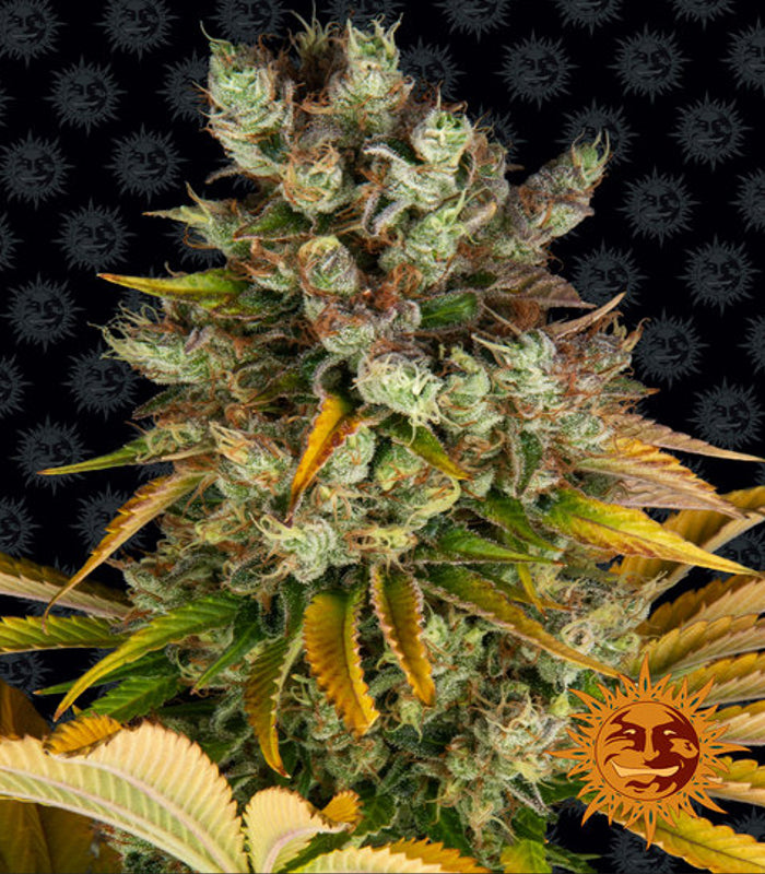 Barney's Farm | Gmo 100 % | 5 Samen