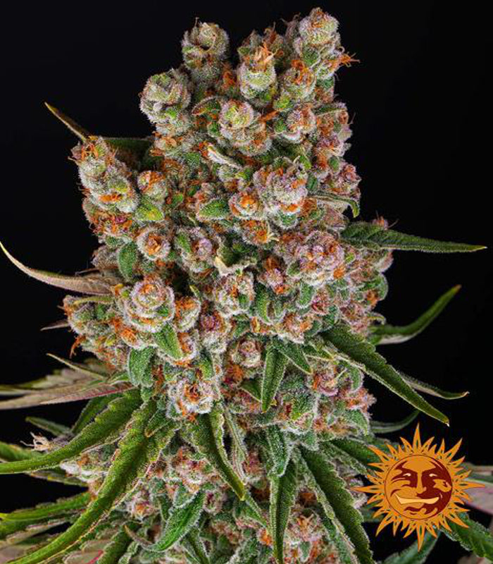 Barney's Farm | Gmo Auto 100 % | 5 Samen