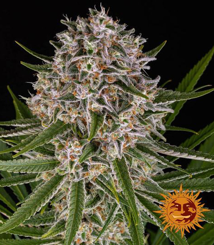 Barney's Farm | Lemon Haze Auto 100 % | 5 Samen