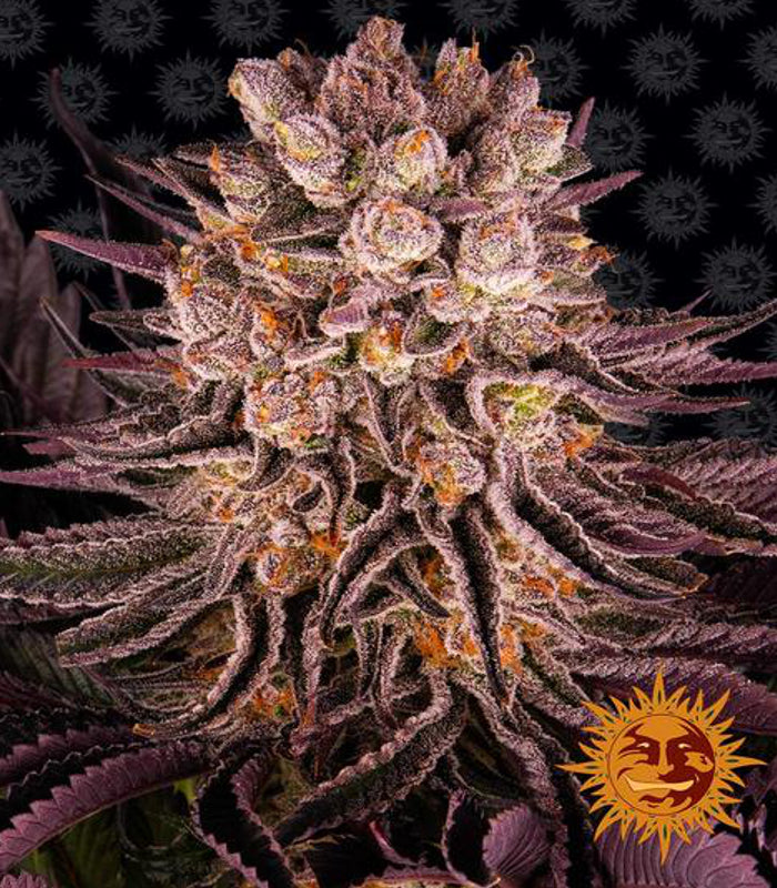 Barney's Farm | Mimosa x Orange Punch 100 % | 5 Samen