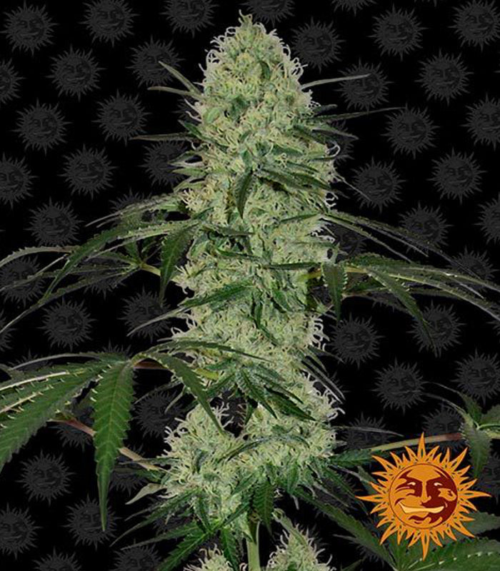 Barney's Farm | Tangerine Dream Auto 100 % | 5 Samen