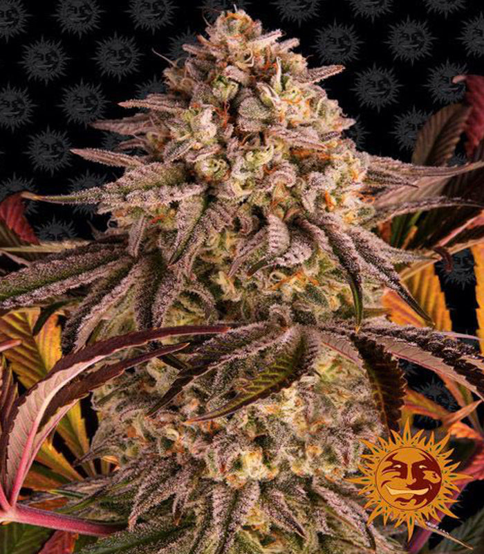 Barney's Farm | Blue Sunset Sherbert 100 % | 3 Samen