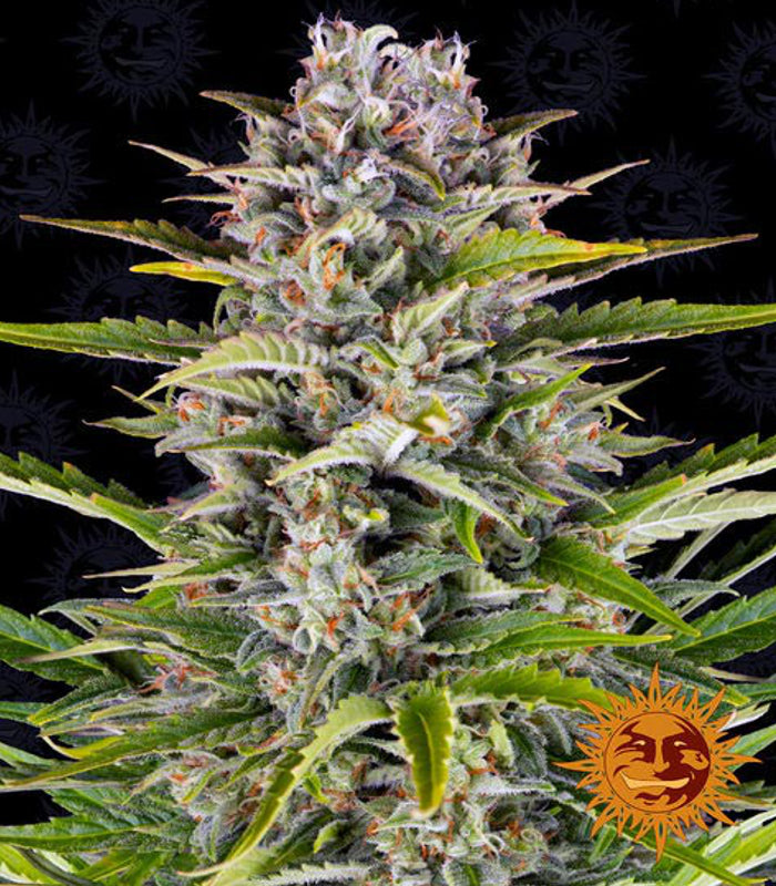 Barney's Farm | Gorilla Zkittlez Auto 100 % | 5 Samen