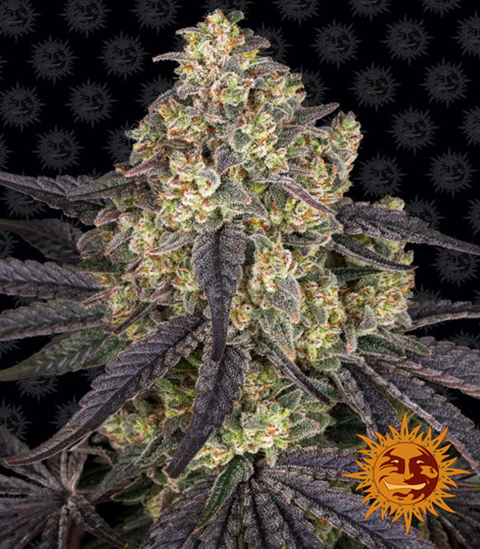 Barney's Farm | Kush Mintz 100 % | 5 Samen