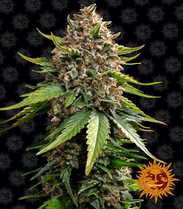 Barney's Farm | White Widow XXL Auto 100 % | 3 Samen