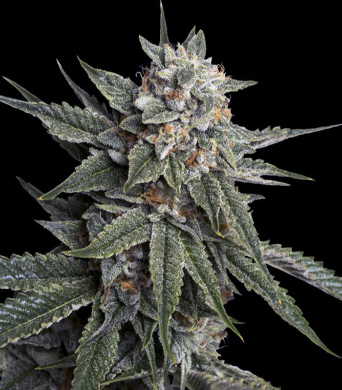 DNA Genetics | Holy Grail Kush 100 % | 5 Samen