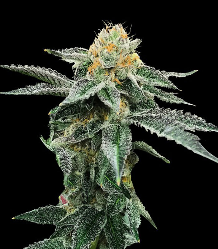 DNA Genetics | Kosher Cookies 100 % | 6 Samen