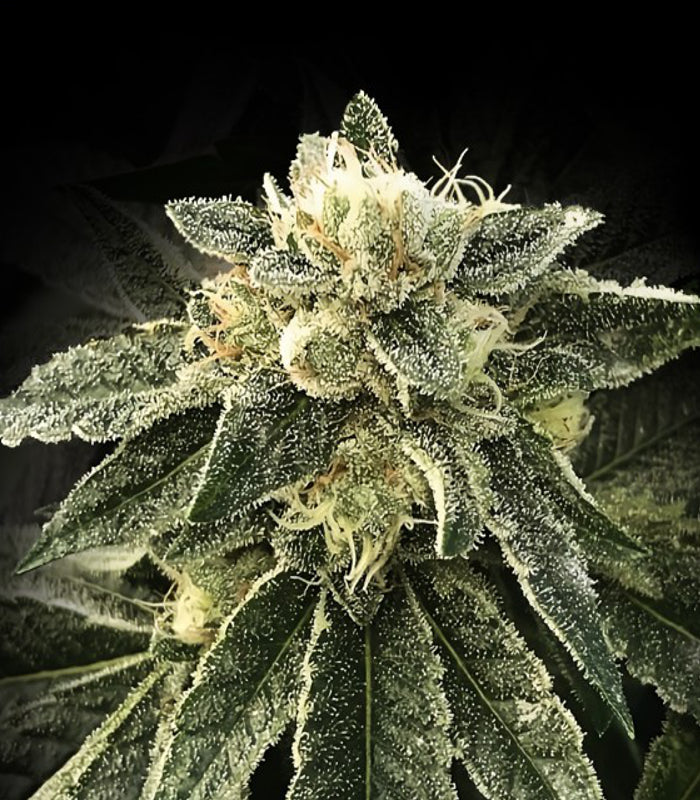 DNA Genetics | White Chocolope 100 % | 5 Samen