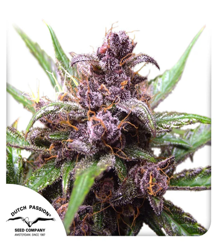 Dutch Passion | Auto Blackberry Kush 100 % | 3 Samen