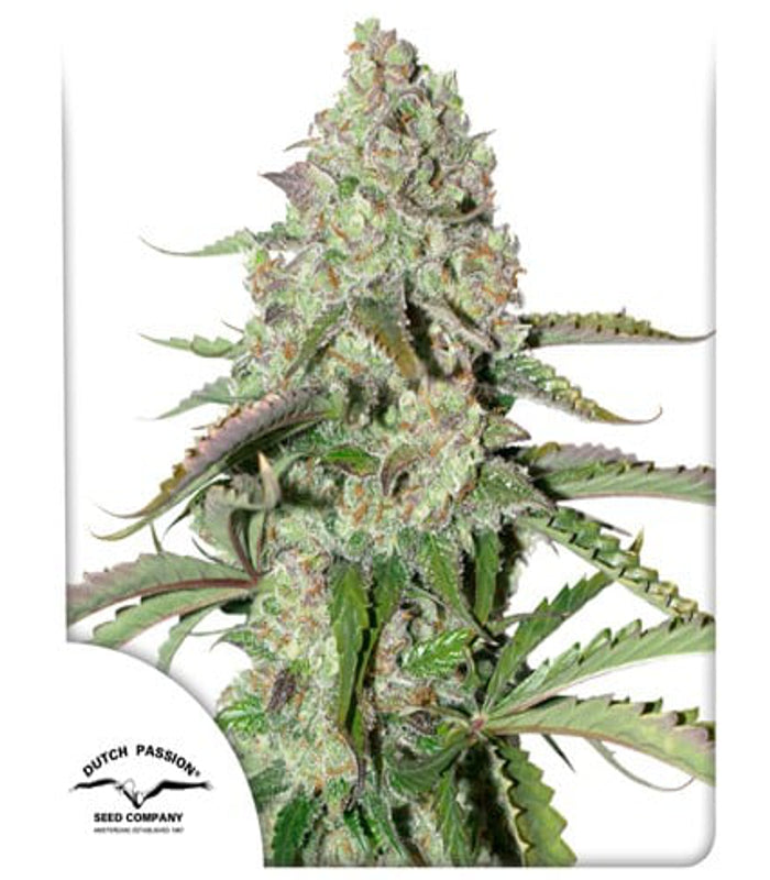 Dutch Passion | Auto Colorado Cookies 100 % | 3 Samen