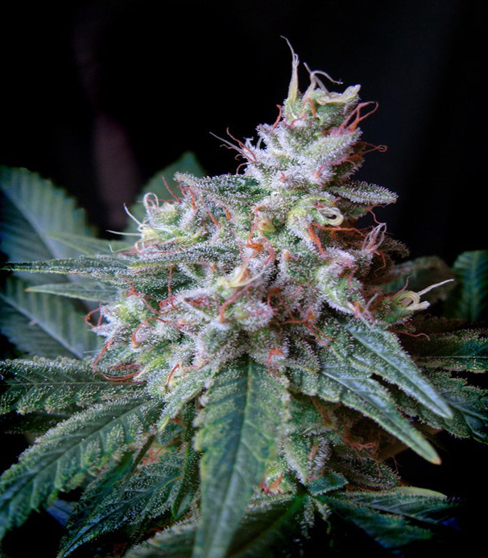 Sweet Seeds | Cream Caramel 100 % | 3 Samen