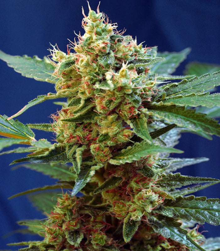 Sweet Seeds | Cream Mandarine XL Auto 100 % | 5 Samen