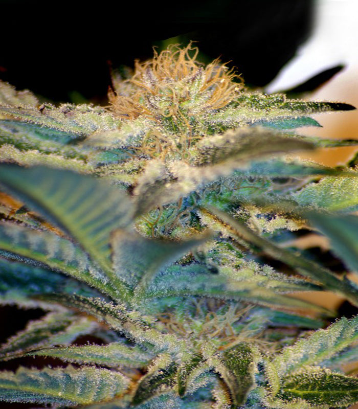 Sweet Seeds | Mohan Ram 100 % | 5 Samen