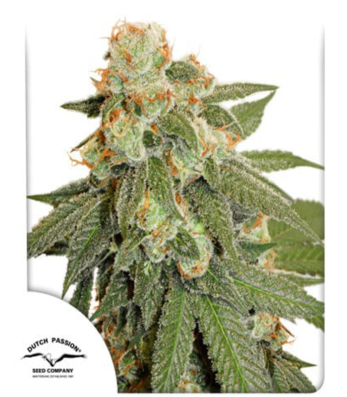 Dutch Passion | Auto Orange Bud 100 % | 3 Samen