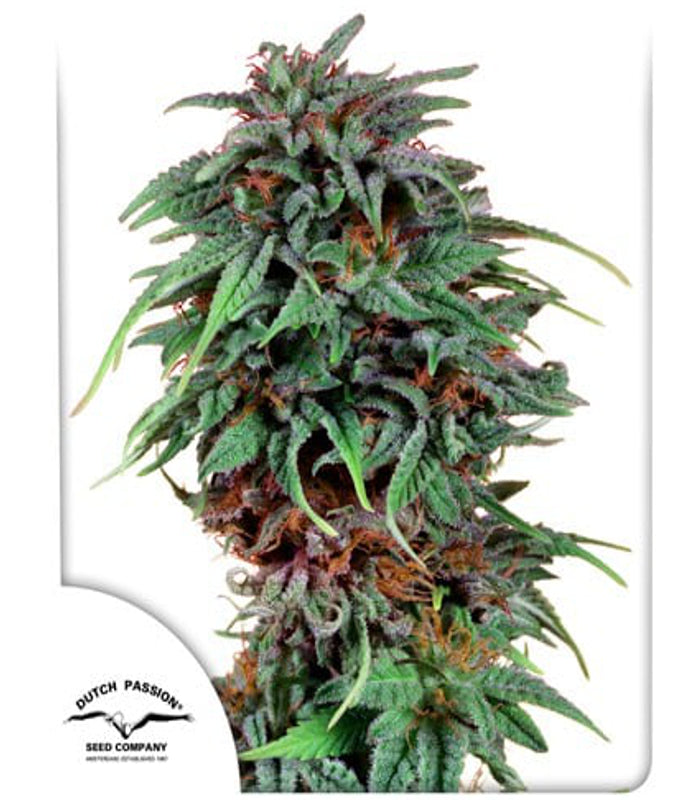 Dutch Passion | Durban Poison 100 % | 5 Samen