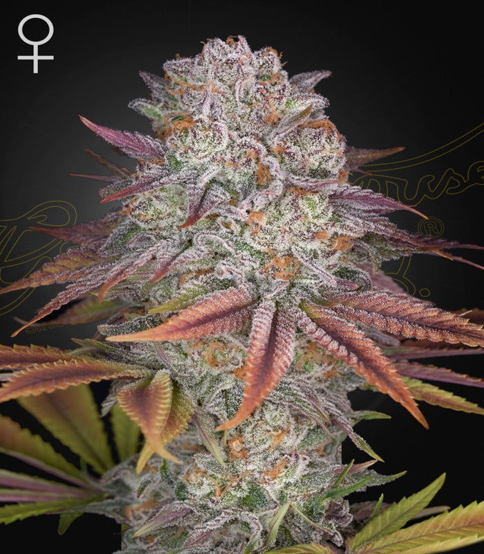 Greenhouse Seeds | Pulp Friction 100 % | 3 Samen