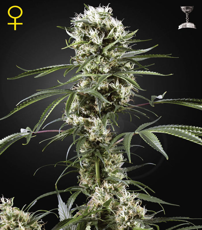 Greenhouse Seeds | Super Lemon Haze 100 % | 5 Samen