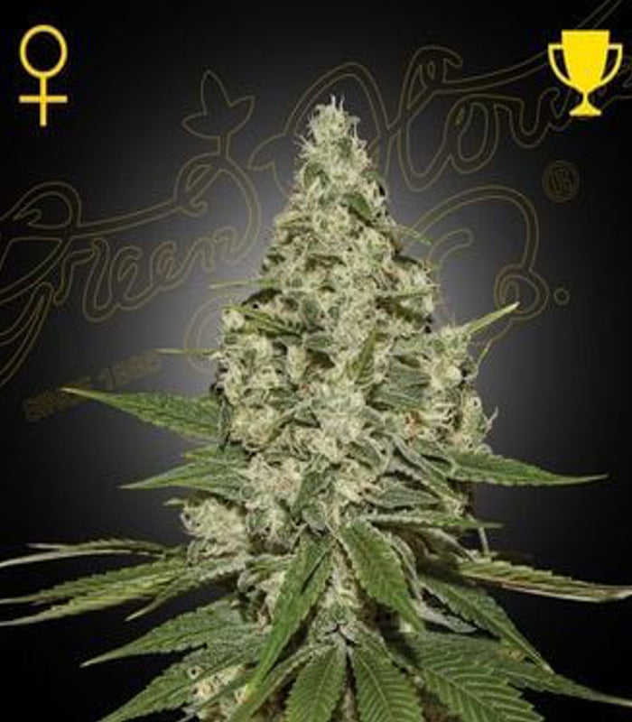 Greenhouse Seeds | Super Lemon Haze Auto 100 % | 10 Samen