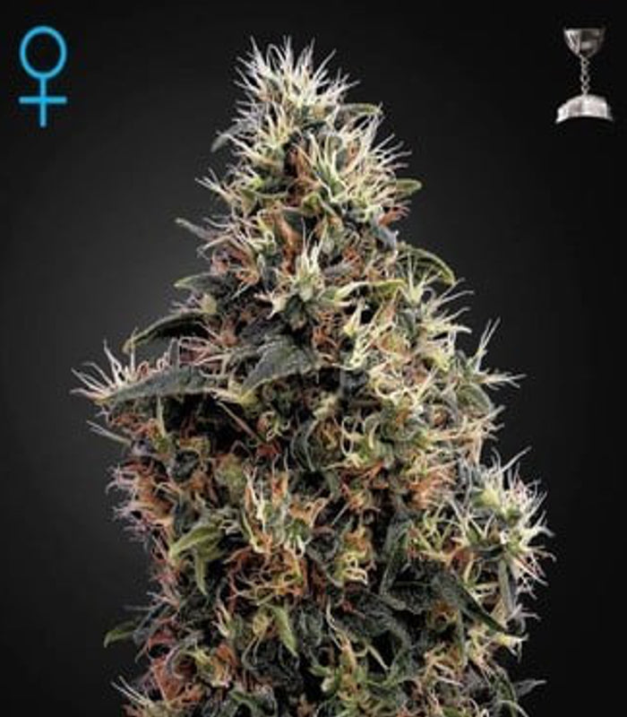 Greenhouse Seeds | Sweet Mango Auto 100 % | 3 Samen