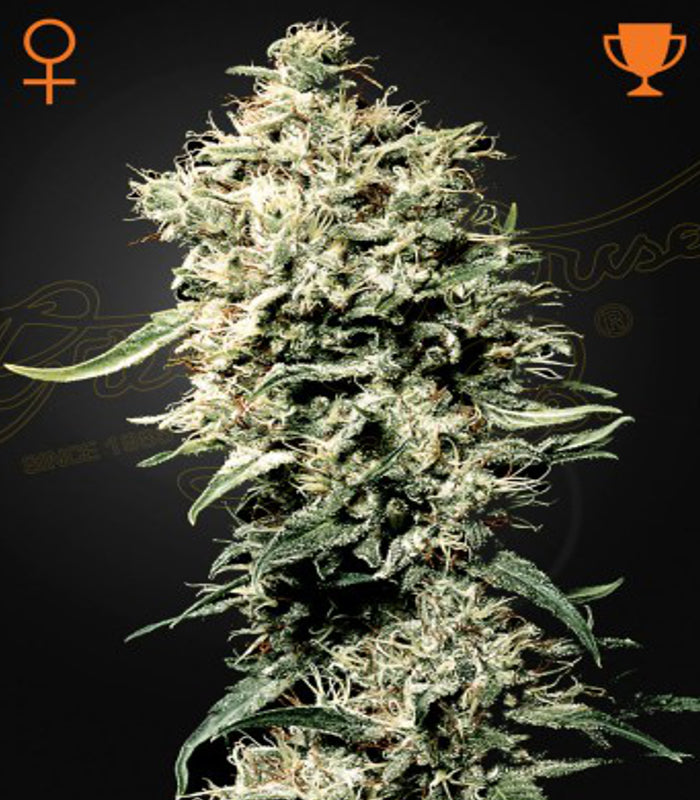 Greenhouse Seeds | White Rhino 100 % | 5 Samen