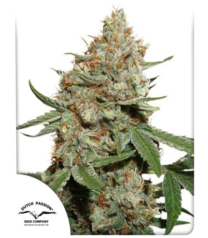 Dutch Passion | Skunk N11 100 % | 5 Samen