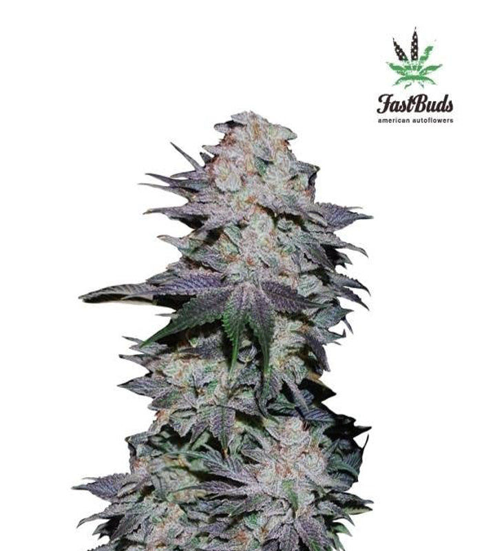 420 Fast Buds | Blackberry Auto | 5 Samen