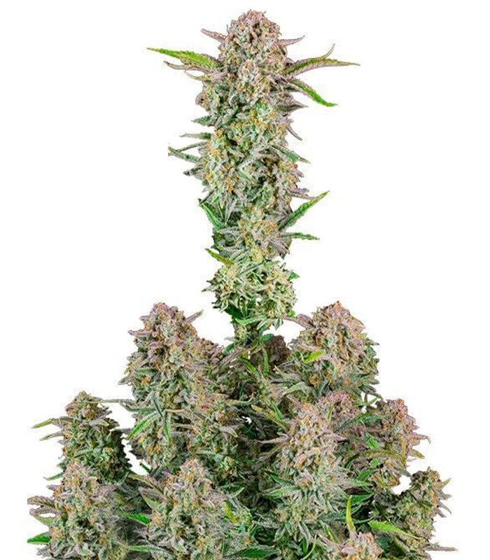 420 Fast Buds | Bruce Banner Auto | 3 Samen