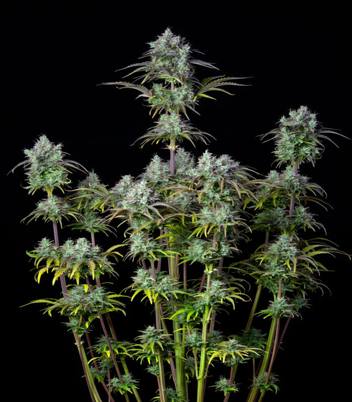 420 Fast Buds | Big Bud Auto | 3 Samen