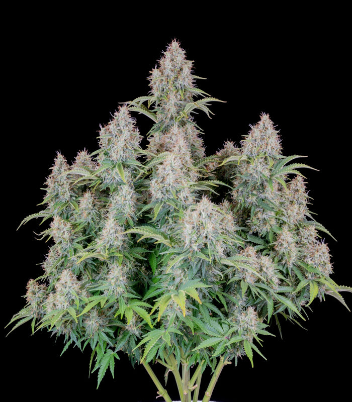 420 Fast Buds | Cinderella Auto | 3 Samen