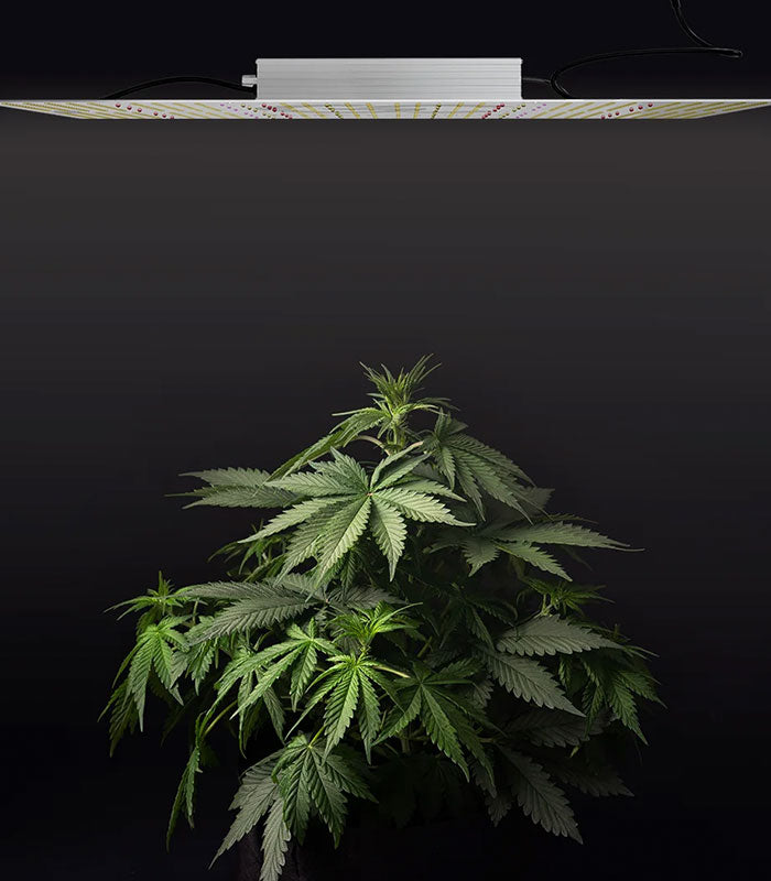 GC-Europe LED Growlampe | 250 W | Für Flächen bis 100 x 100 cm