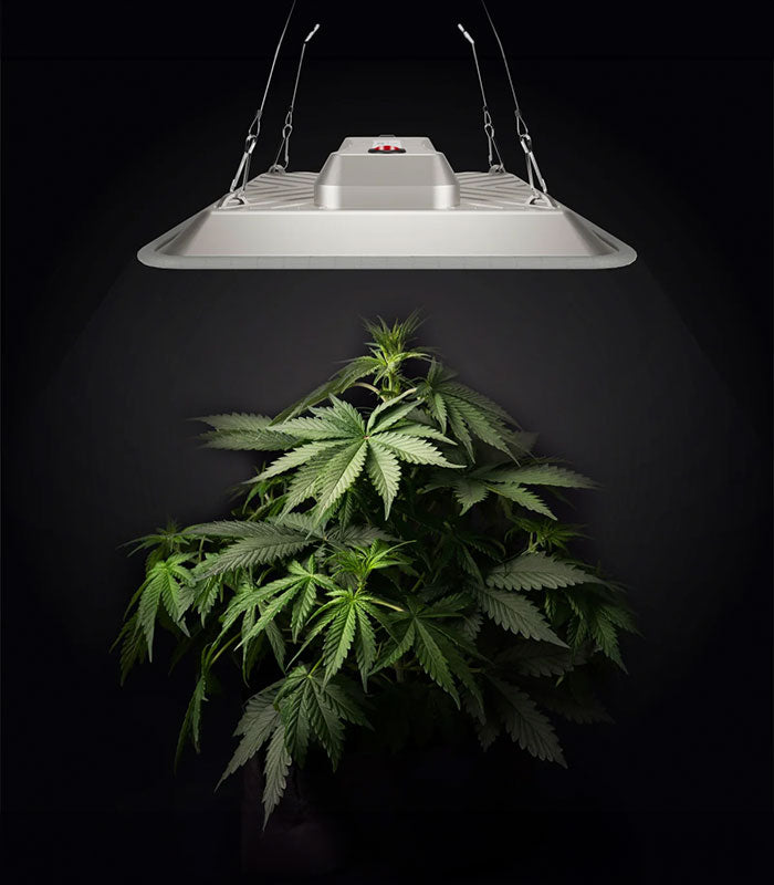 Greenception Pure LED Grow Lampe – 80 W Leistung für begrenzten Raum