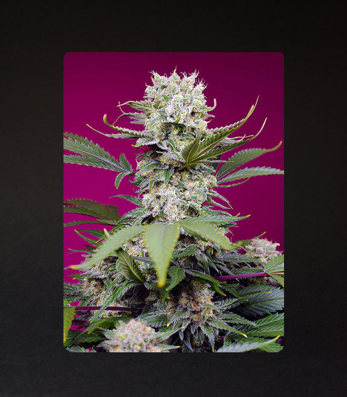 Sweet Seeds | Sweet Mandarine Zkittlez XL Auto® - 3 + 1 Samen