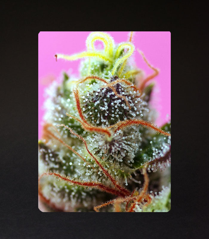 Sweet Seeds | Sweet Mimosa XL Auto® - 3 + 1 Samen