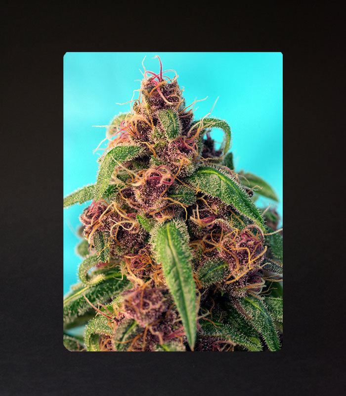 Sweet Seeds | Red Mandarine F1 Fast Version® - 5 + 2 Samen