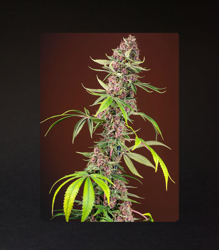 Sweet Seeds | Red Mandarine F1 Fast Version® - 5 + 2 Samen