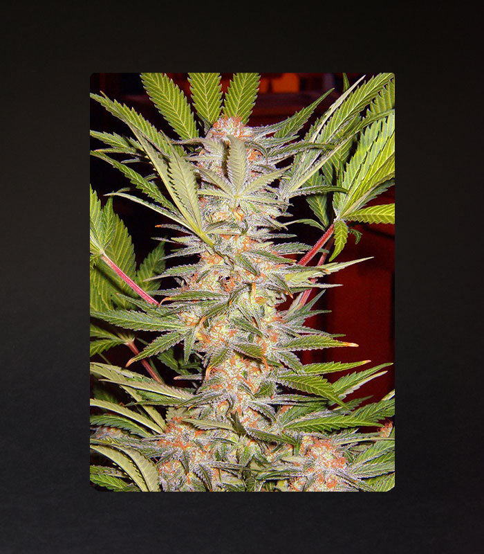 Sweet Seeds | S.a.d. Sweet Afgani Delicious F1 Fast Version® - 5 + 2 Samen