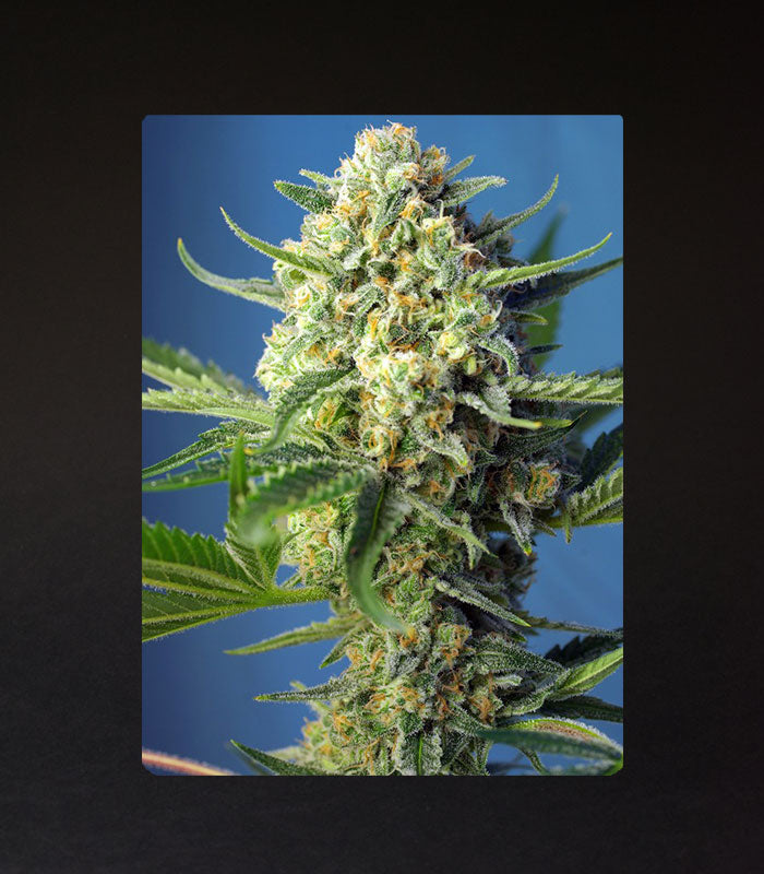 Sweet Seeds | S.a.d. Sweet Afgani Delicious Auto® - 5 + 2 Samen