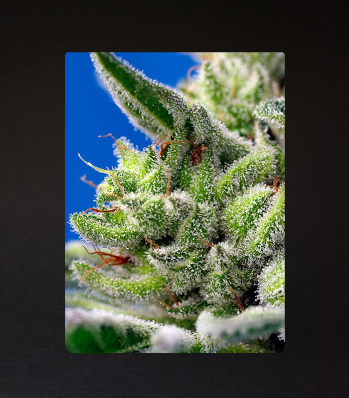 Sweet Seeds | Sweet Gelato Auto® - 5 + 2 Samen