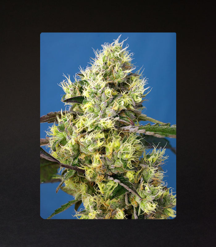 Sweet Seeds | Sweet Gelato Auto® - 5 + 2 Samen