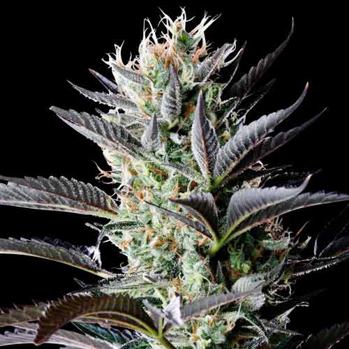 Spliff Seeds | Dutch Blue Auto | feminisiert