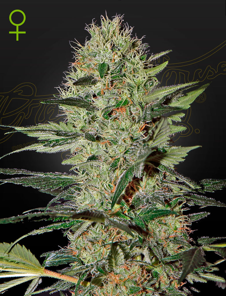 Greenhouse Seeds | Exodus Cheese Auto | feminisiert