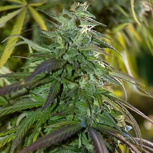 Spliff Seeds | Fast Bud Outdoor| feminisiert