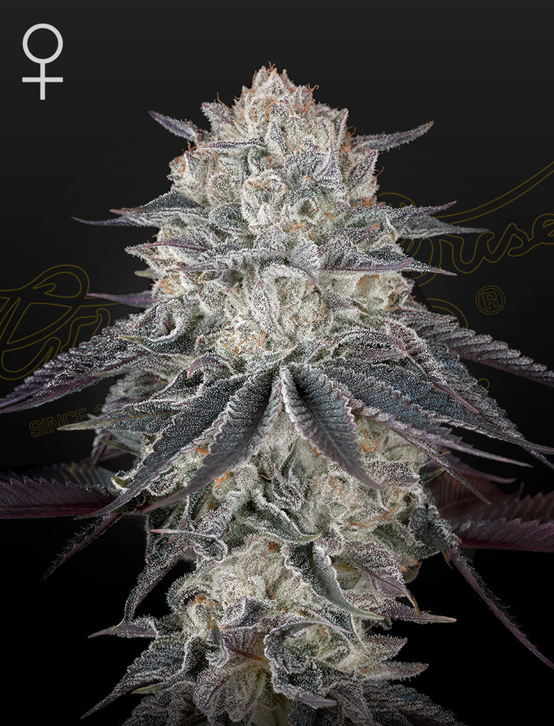 Greenhouse Seeds | Fullgas! | feminisiert