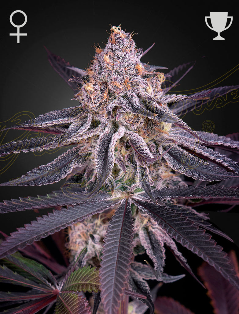 Greenhouse Seeds | King´s Juice | feminisiert