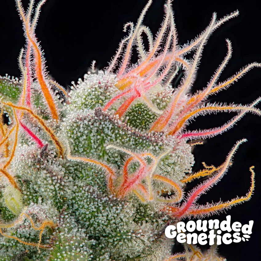 Grounded Genetics | Pink Honey | 7 Samen