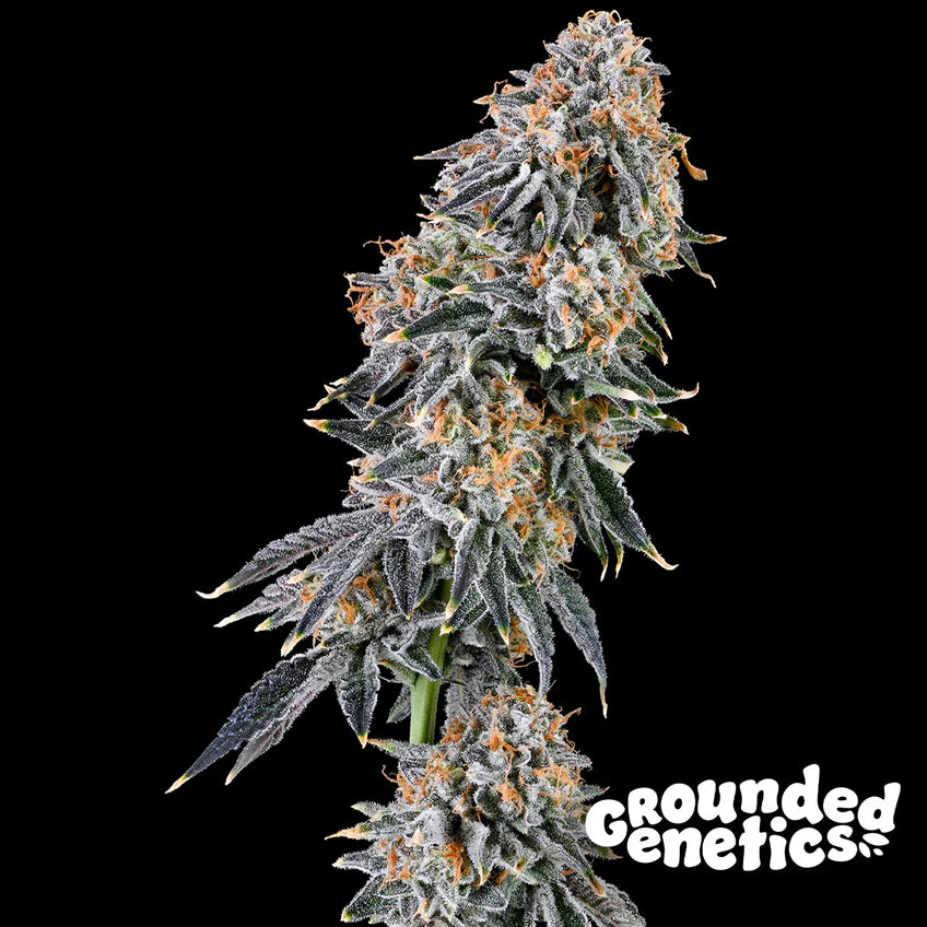 Grounded Genetics | Rainbow Fuel | 7 Samen