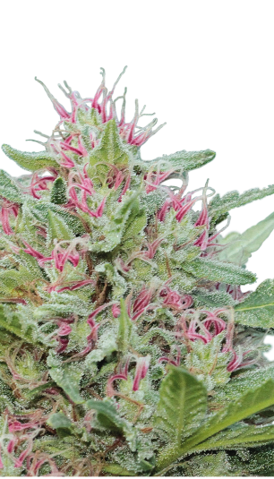 Serious Seeds | Serious 6 100 % | fem. | 6 Samen